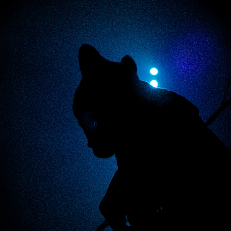 Photo 2 of 17 from Meowlau x Val @ Alterna